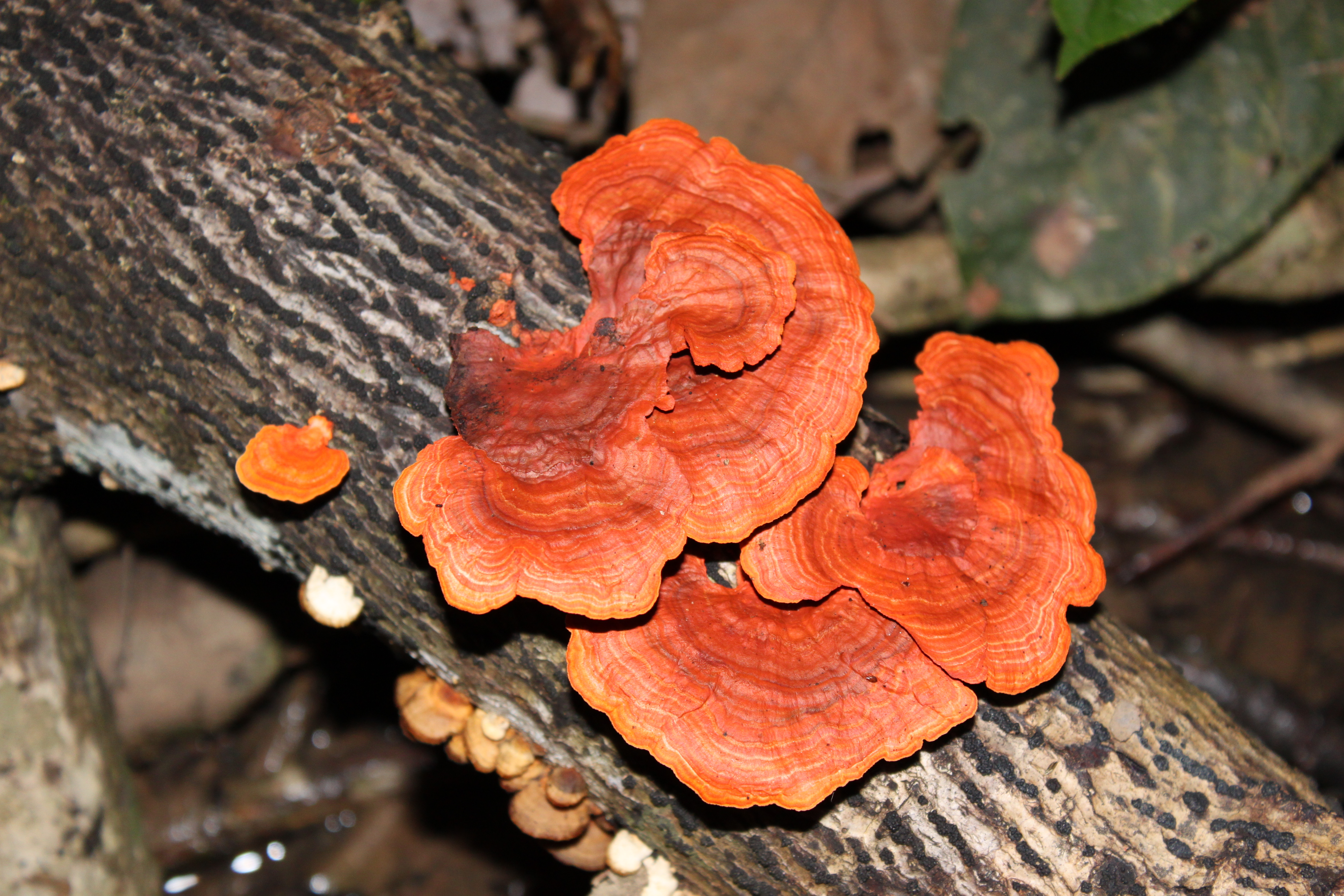 stockvault-wood-mushroom134167
